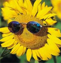 Giralogeni, girasoli a luce alogena Giralogeni, girasoli a luce alogena
